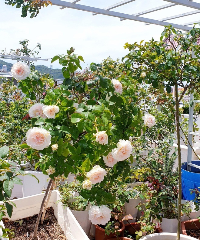 Những người chồng ở Việt Nam tặng vợ cả vườn hoa trăm gốc, ngàn bông - 11 Những người chồng ở Việt Nam tặng vợ cả vườn hoa trăm gốc, ngàn bông - 11