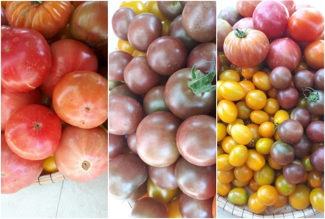 Vườn cà chua ngập sắc màu của mẹ bỉm sữa Quảng Nam - 4 Vườn cà chua ngập sắc màu của mẹ bỉm sữa Quảng Nam - 4