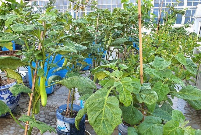 Lão nông Bình Dương đưa cây lên mái, làm vườn trĩu cành đẹp mê - 14 Lão nông Bình Dương đưa cây lên mái, làm vườn trĩu cành đẹp mê - 14