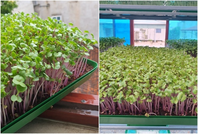 Hội những người trồng rau tại nhà chia sẻ khay rau mầm xanh mướt - 1 Hội những người trồng rau tại nhà chia sẻ khay rau mầm xanh mướt - 1
