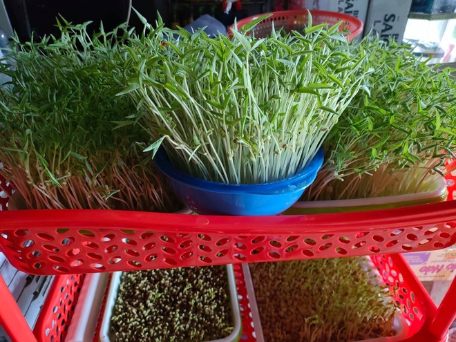 Hội những người trồng rau tại nhà chia sẻ khay rau mầm xanh mướt - 3 Hội những người trồng rau tại nhà chia sẻ khay rau mầm xanh mướt - 3