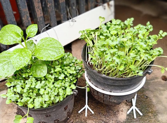 Hội những người trồng rau tại nhà chia sẻ khay rau mầm xanh mướt - 2 Hội những người trồng rau tại nhà chia sẻ khay rau mầm xanh mướt - 2
