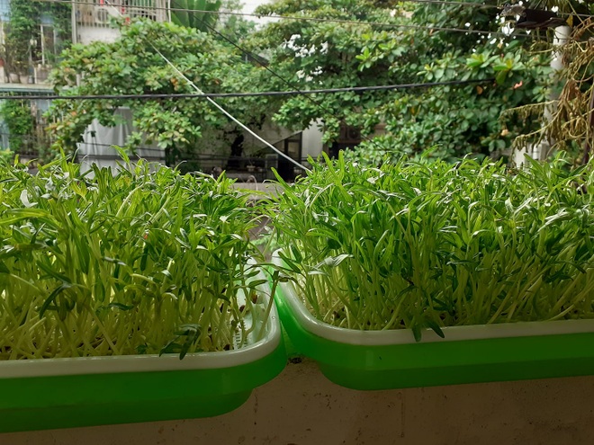 Hội những người trồng rau tại nhà chia sẻ khay rau mầm xanh mướt - 5 Hội những người trồng rau tại nhà chia sẻ khay rau mầm xanh mướt - 5
