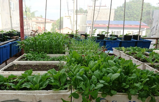 Chăm ba khu vườn sân thượng, 9X Hải Phòng có rau trái sạch dùng quanh năm - 3 Chăm ba khu vườn sân thượng, 9X Hải Phòng có rau trái sạch dùng quanh năm - 3