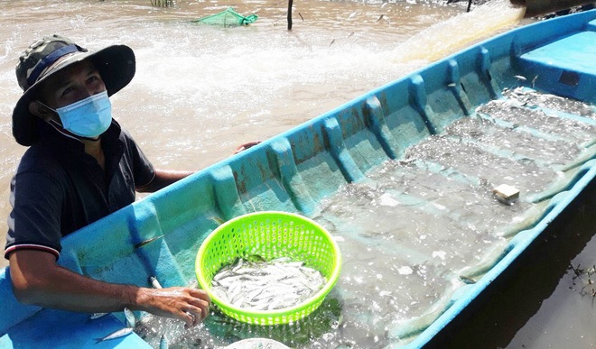 Đã mắt xem cảnh hàng trăm nghìn con cá linh nhảy vào xuồng của nông dân - 4 Đã mắt xem cảnh hàng trăm nghìn con cá linh nhảy vào xuồng của nông dân - 4