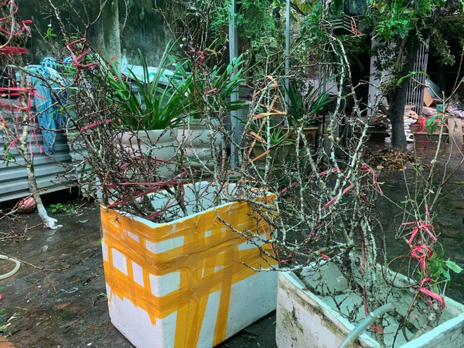 Người Hà Nội chịu chơi, vung tiền triệu mua đào về cắm - 2 Người Hà Nội chịu chơi, vung tiền triệu mua đào về cắm - 2