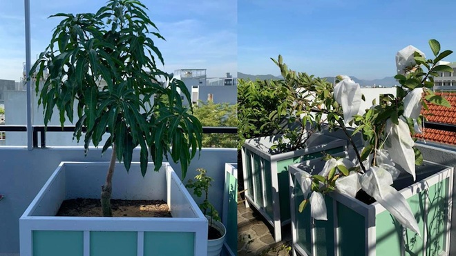 Vợ chồng Đà Nẵng tậu nhà lưới trồng rau sạch trên sân thượng - 1