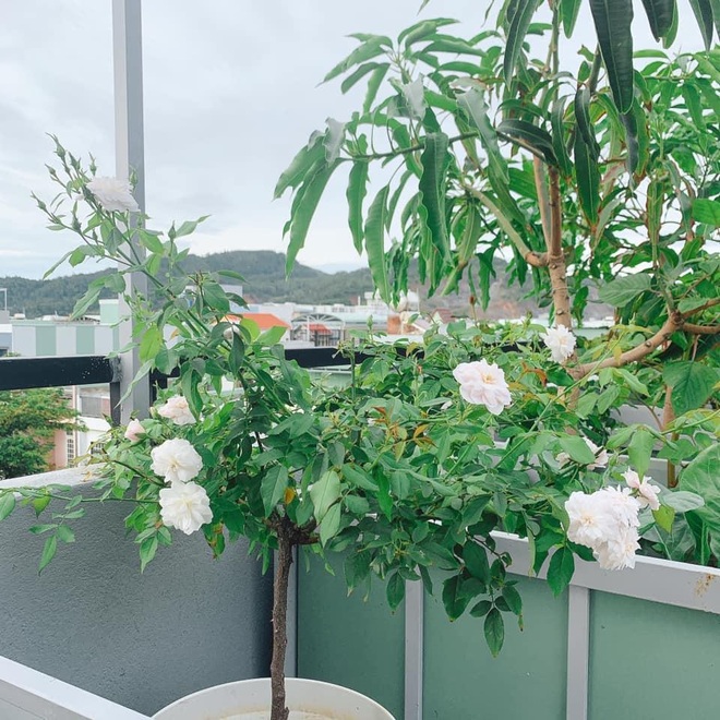 Vợ chồng Đà Nẵng tậu nhà lưới trồng rau sạch trên sân thượng - 2 Vợ chồng Đà Nẵng tậu nhà lưới trồng rau sạch trên sân thượng - 2