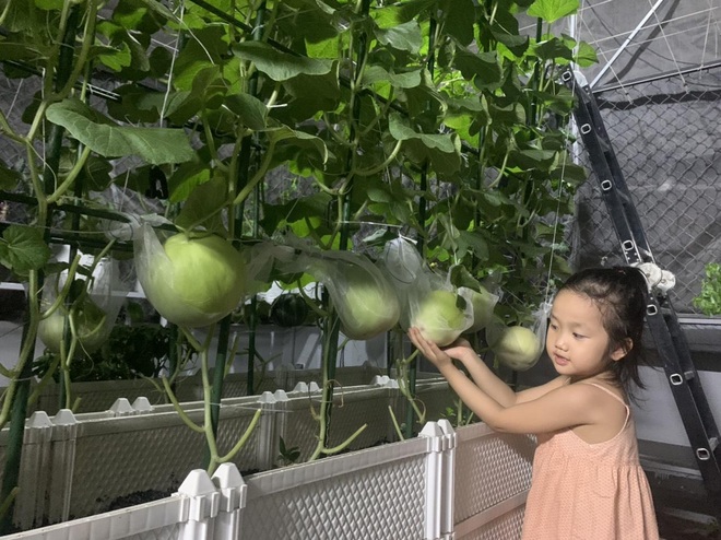 Vợ chồng Đà Nẵng tậu nhà lưới trồng rau sạch trên sân thượng - 5 Vợ chồng Đà Nẵng tậu nhà lưới trồng rau sạch trên sân thượng - 5