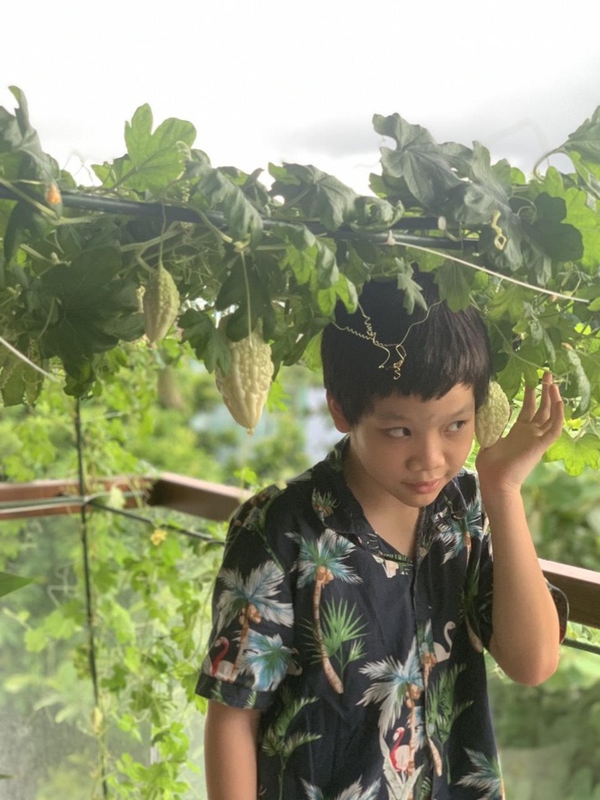 Vợ chồng Đà Nẵng tậu nhà lưới trồng rau sạch trên sân thượng - 7 Vợ chồng Đà Nẵng tậu nhà lưới trồng rau sạch trên sân thượng - 7