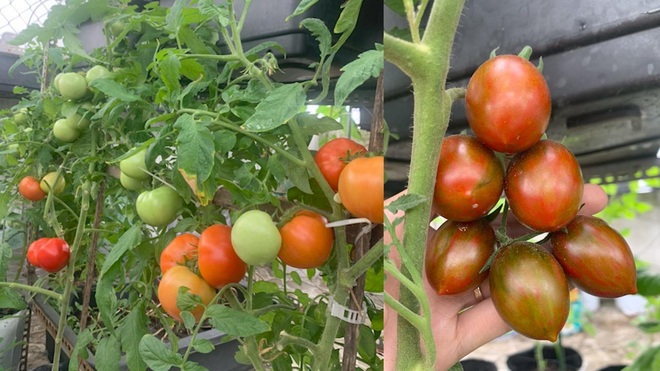 Vợ chồng Đà Nẵng tậu nhà lưới trồng rau sạch trên sân thượng - 8 Vợ chồng Đà Nẵng tậu nhà lưới trồng rau sạch trên sân thượng - 8