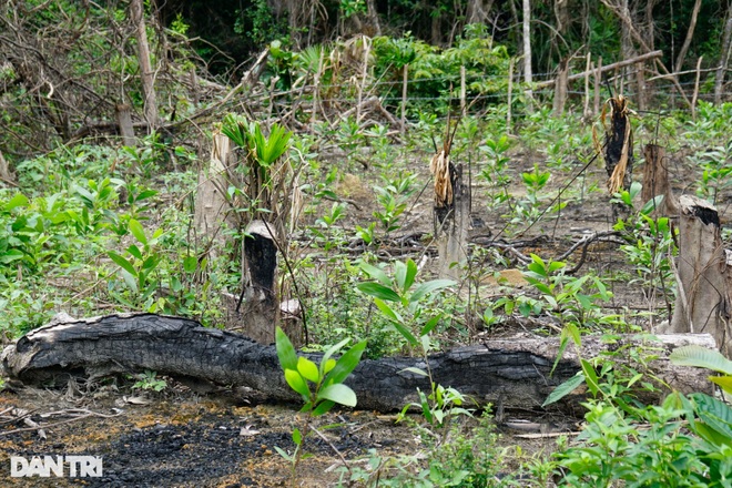 Lợi dụng dịch Covid-19, dân chiếm đất rừng để trồng cây, khai thác gỗ lậu - 2