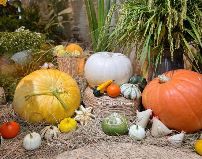 Người Hà Nội mua bí ngô khổng lồ trang trí Halloween sớm - 2 Người Hà Nội mua bí ngô khổng lồ trang trí Halloween sớm - 2