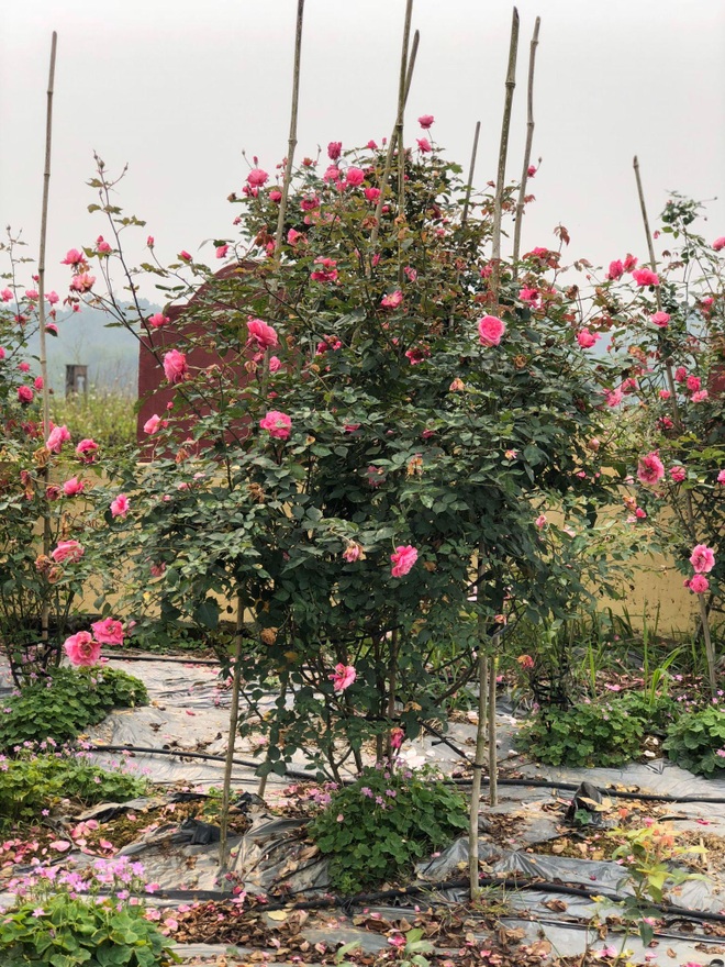 Vợ chồng thạc sĩ bỏ phố về quê làm trang trại hoa hồng ở Cao Bằng - 5