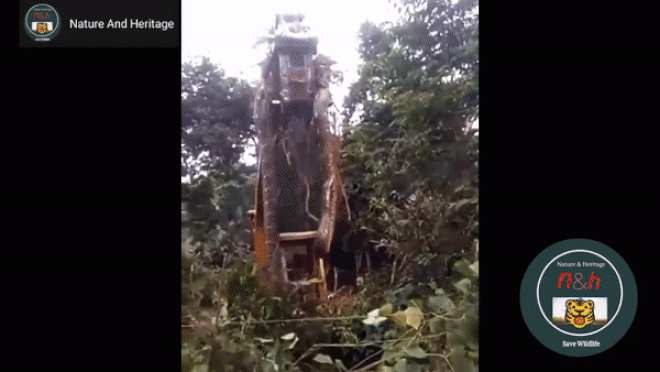 Clip: Rùng mình cảnh trăn khủng được nhấc lên bằng cần cẩu - 1 Clip: Rùng mình cảnh trăn khủng được nhấc lên bằng cần cẩu - 1