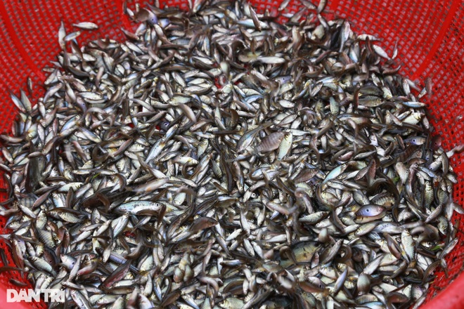Thợ xây thất nghiệp vì Covid-19, chuyển nghề đánh cá vẫn vật vã qua ngày - 4 Thợ xây thất nghiệp vì Covid-19, chuyển nghề đánh cá vẫn vật vã qua ngày - 4