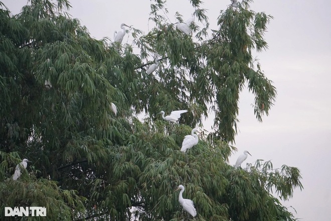 The man of more than 20 years called tens of thousands of storks to the heart of the city - 4