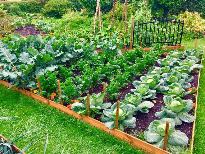 Đôi bạn thân làm vườn trồng rau sạch để chữa bệnh, sống cảnh điền viên - 7 Đôi bạn thân làm vườn trồng rau sạch để chữa bệnh, sống cảnh điền viên - 7