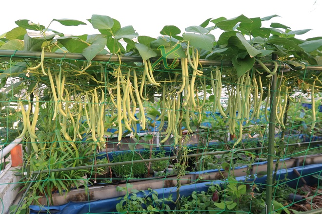 Mê trồng trọt, người phụ nữ ở TPHCM nghỉ hưu ở tuổi 33 làm nông dân - 1 Mê trồng trọt, người phụ nữ ở TPHCM nghỉ hưu ở tuổi 33 làm nông dân - 1