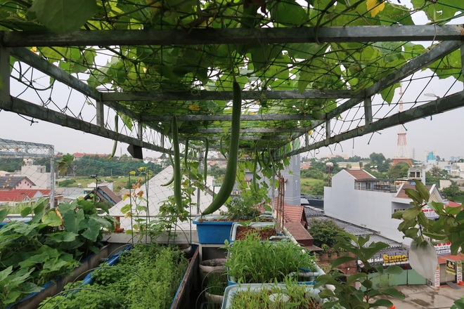 Mê trồng trọt, người phụ nữ ở TPHCM nghỉ hưu ở tuổi 33 làm nông dân - 2 Mê trồng trọt, người phụ nữ ở TPHCM nghỉ hưu ở tuổi 33 làm nông dân - 2
