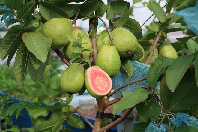 Mê trồng trọt, người phụ nữ ở TPHCM nghỉ hưu ở tuổi 33 làm nông dân - 5 Mê trồng trọt, người phụ nữ ở TPHCM nghỉ hưu ở tuổi 33 làm nông dân - 5
