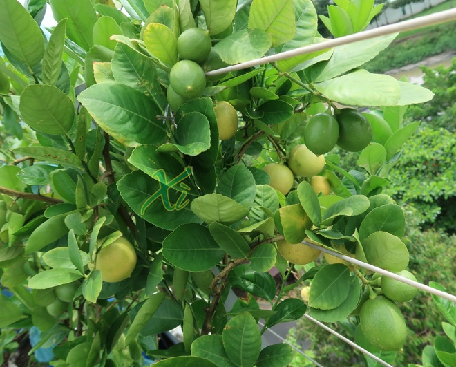 Mê trồng trọt, người phụ nữ ở TPHCM nghỉ hưu ở tuổi 33 làm nông dân - 6 Mê trồng trọt, người phụ nữ ở TPHCM nghỉ hưu ở tuổi 33 làm nông dân - 6
