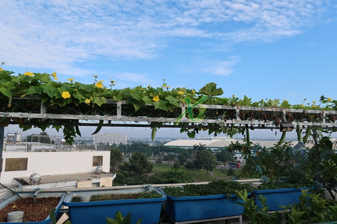 Mê trồng trọt, người phụ nữ ở TPHCM nghỉ hưu ở tuổi 33 làm nông dân - 7 Mê trồng trọt, người phụ nữ ở TPHCM nghỉ hưu ở tuổi 33 làm nông dân - 7