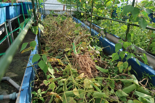 Mê trồng trọt, người phụ nữ ở TPHCM nghỉ hưu ở tuổi 33 làm nông dân - 9 Mê trồng trọt, người phụ nữ ở TPHCM nghỉ hưu ở tuổi 33 làm nông dân - 9