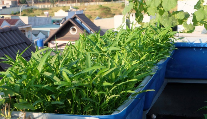 Mê trồng trọt, người phụ nữ ở TPHCM nghỉ hưu ở tuổi 33 làm nông dân - 8 Mê trồng trọt, người phụ nữ ở TPHCM nghỉ hưu ở tuổi 33 làm nông dân - 8