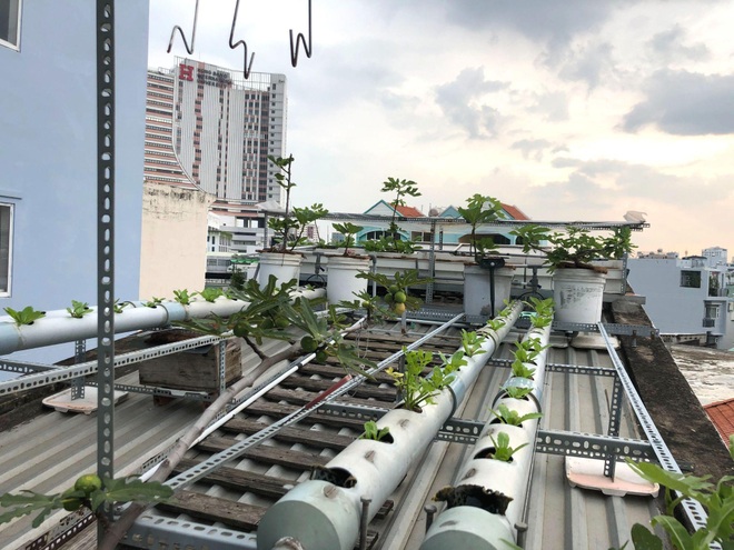 Người đàn ông trồng rau, nuôi cá trên nóc nhà tặng mẹ và con thơ - 2 Người đàn ông trồng rau, nuôi cá trên nóc nhà tặng mẹ và con thơ - 2