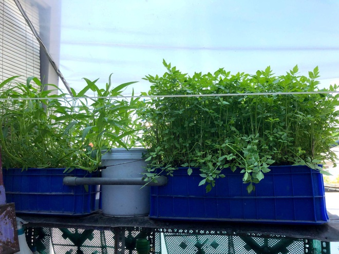 Người đàn ông trồng rau, nuôi cá trên nóc nhà tặng mẹ và con thơ - 9 Người đàn ông trồng rau, nuôi cá trên nóc nhà tặng mẹ và con thơ - 9