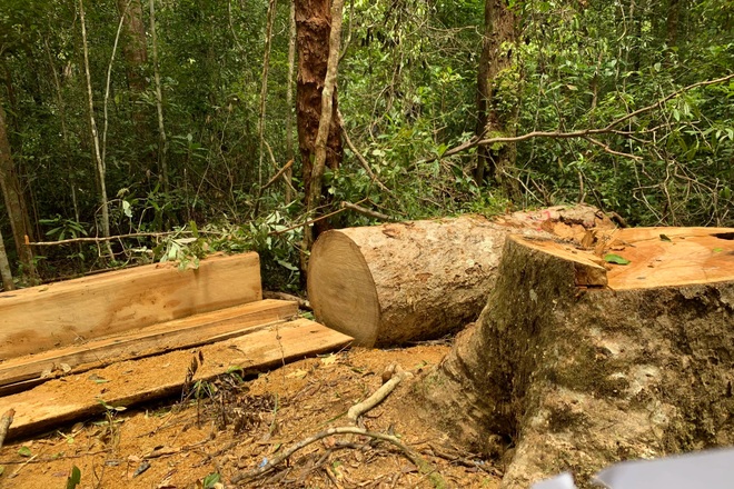 Trạm trưởng rủ nhân viên bảo vệ rừng đi... khai thác gỗ trong khu bảo tồn - 1