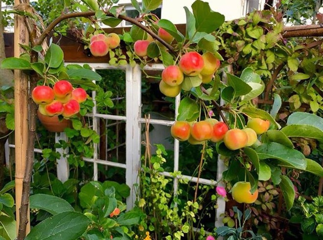 Mẹ bỉm sữa bỏ nghề may vá về làm khu vườn đẹp mê, sống cảnh điền viên - 3 Mẹ bỉm sữa bỏ nghề may vá về làm khu vườn đẹp mê, sống cảnh điền viên - 3