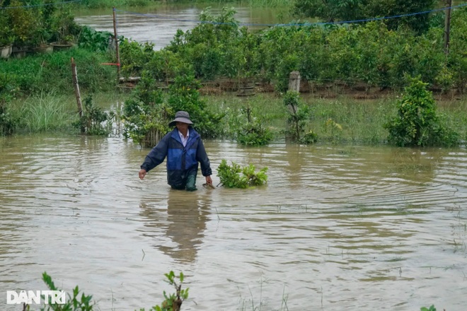 Nông dân dầm mình trong mưa lũ cứu mai - Bình Định -27 -10 - 2021 - Doãn Công -7