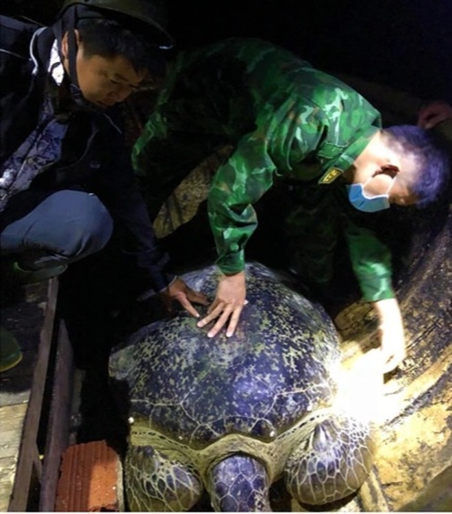 Rùa biển quý hiếm nặng hơn 120 kg mắc lưới ngư dân - 1