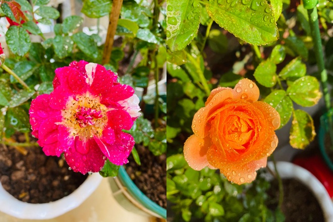 Nữ nhân viên văn phòng cơi nới ban công, làm vườn hồng hơn 30 giống - 7 Nữ nhân viên văn phòng cơi nới ban công, làm vườn hồng hơn 30 giống - 7