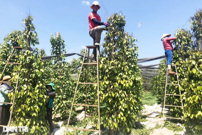 Giá vàng đen của Tây Nguyên tăng cao ngất, nông dân... tiếc đứt ruột - 2 Giá vàng đen của Tây Nguyên tăng cao ngất, nông dân... tiếc đứt ruột - 2