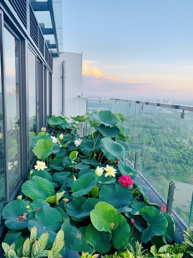 Loạt penthouse ở Việt Nam bao quanh bởi vườn quê đủ rau xanh, cây trái - 1 Loạt penthouse ở Việt Nam bao quanh bởi vườn quê đủ rau xanh, cây trái - 1