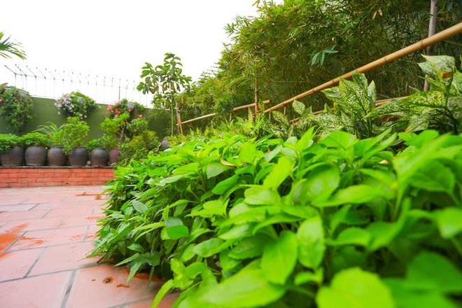 Loạt penthouse ở Việt Nam bao quanh bởi vườn quê đủ rau xanh, cây trái - 12 Loạt penthouse ở Việt Nam bao quanh bởi vườn quê đủ rau xanh, cây trái - 12