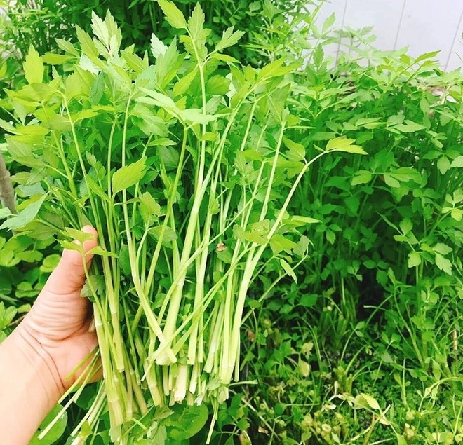 Điểm tên những loại rau nên trồng vào mùa mưa - 2 Điểm tên những loại rau nên trồng vào mùa mưa - 2