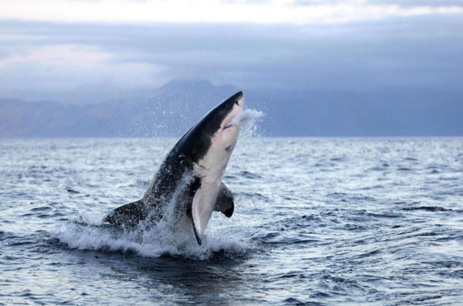 Tại sao cá mập trắng lớn tấn công con người? - 1