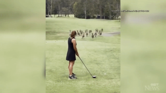 Hài hước cảnh đàn Kangaroo lao vào sân golf, áp sát người chơi - 1 Hài hước cảnh đàn Kangaroo lao vào sân golf, áp sát người chơi - 1