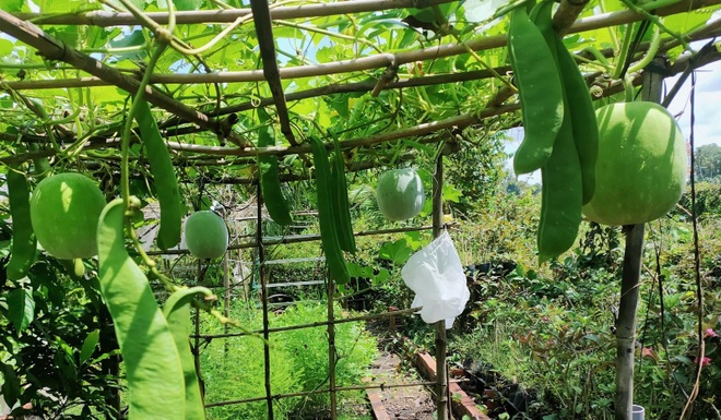 Mẹ đảm tại Tây Ninh cải tạo đất trũng làm vườn trồng rau sạch chữa bệnh - 1