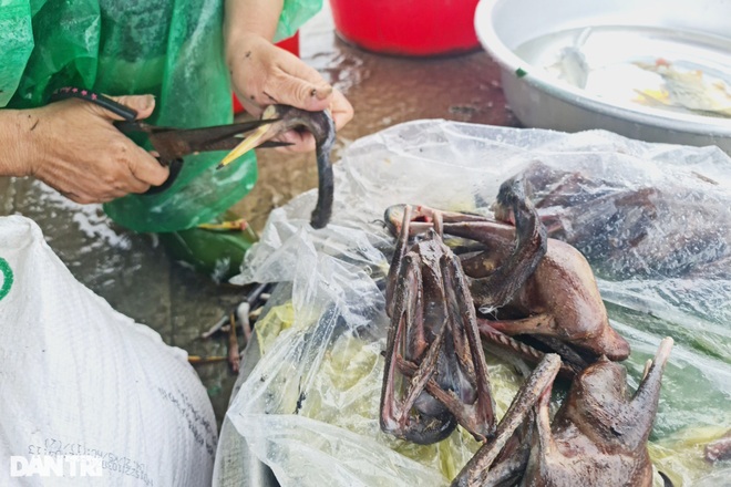 Tận diệt chim trời, nướng ngay trong rừng - 7 Tận diệt chim trời, nướng ngay trong rừng - 7
