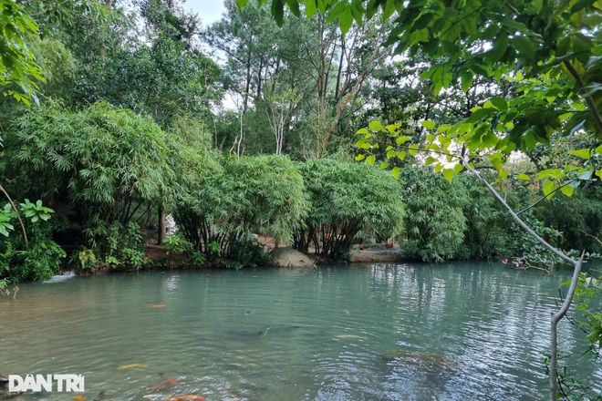 Conservation area of ​​nearly 100 species of bamboo on Son Tra peninsula - 5