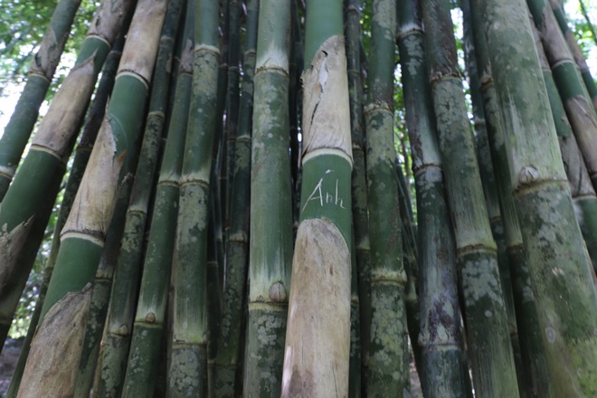 Conservation area of ​​nearly 100 bamboo species on Son Tra peninsula - 8