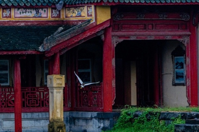 Kỳ thú những đàn chim trời di trú ở Kinh thành Huế - 10 Kỳ thú những đàn chim trời di trú ở Kinh thành Huế - 10