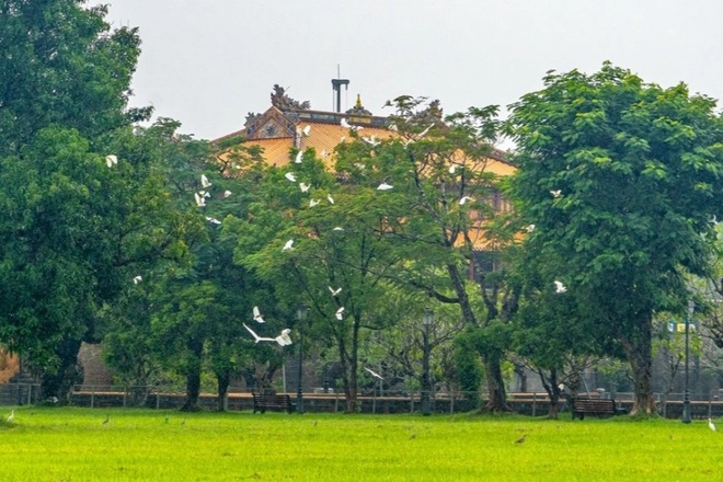 Kỳ thú những đàn chim trời di trú ở Kinh thành Huế - 12 Kỳ thú những đàn chim trời di trú ở Kinh thành Huế - 12