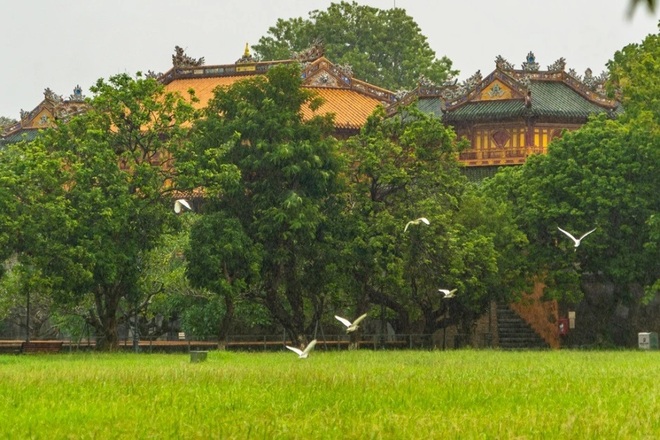 Kỳ thú những đàn chim trời di trú ở Kinh thành Huế - 4 Kỳ thú những đàn chim trời di trú ở Kinh thành Huế - 4