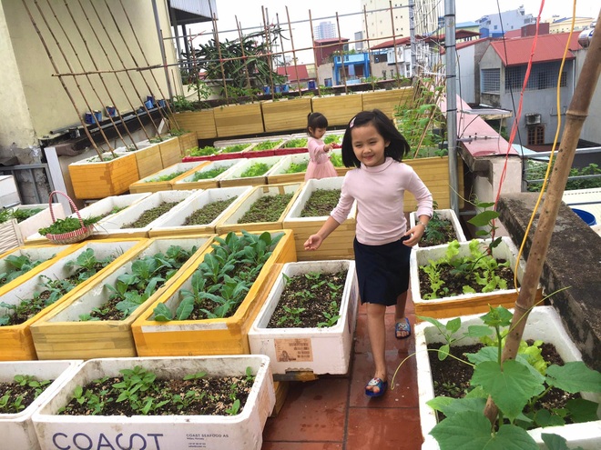 Mê mẩn vườn rau xanh mướt trồng trong thùng xốp của mẹ đảm Hải Phòng - 10 Mê mẩn vườn rau xanh mướt trồng trong thùng xốp của mẹ đảm Hải Phòng - 10